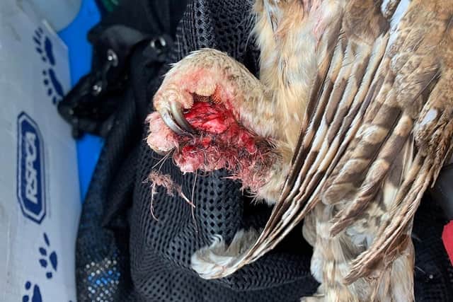 The injury to the owl's foot, caused by fishing line.