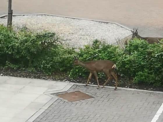 The two deer may have been brother and sister, according to the British Deer Society. (Credit: Ava Makepeace)