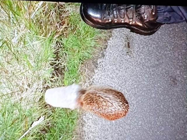 The hedgehog trapped in the paper cup. Picture: Garstang and Over Wyre Police
