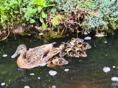 Dolly and her ducklings, which hatched on Tuesday morning, are the new residents of Pauline O'Rourke's Whimbrel Drive pond.