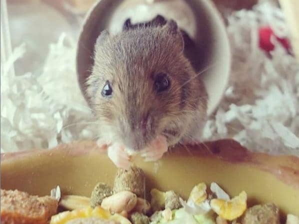 The wild mice found in Amy Moores' shed have been named after their favourite Harry Potter characters.