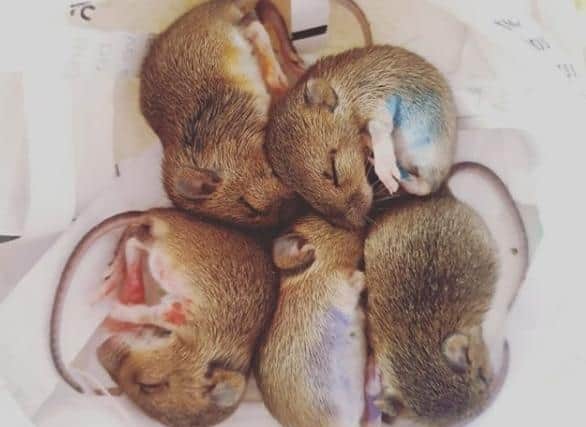 The mice were just eight or nine days old when they were found in the Moores' garden shed.