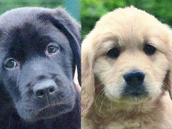 Guide dogs to be Rolly, left, and Poppy