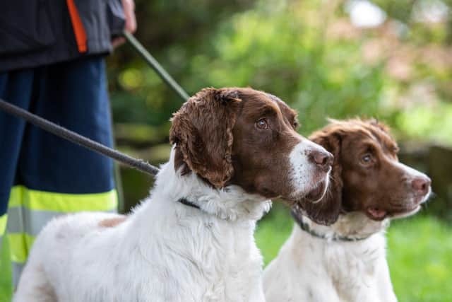 Sniffer dogs Midge and Nelly