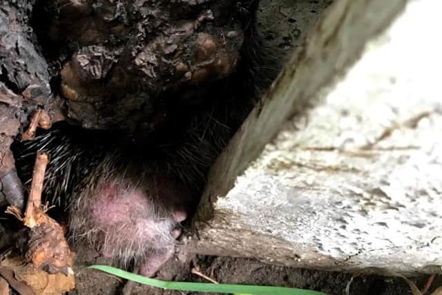 The hedgehog had wriggled under the roots of a tree, making it even more difficult for RSPCA inspectors to free him. Pic: RSPCA