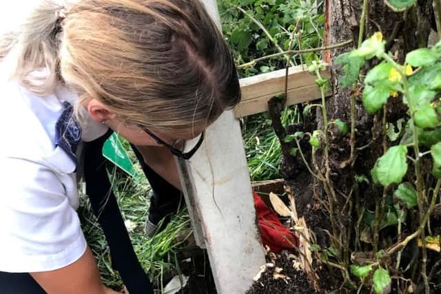 RSPCA officer Robyn Morris gently pulls the hedgehog free from a tight spot in a Blackpool garden on Friday (July 17). Pic: RSPCA