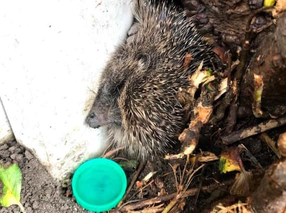 'Sonic' had become trapped between a tree trunk and a concrete garden fence post in Primrose Avenue, Blackpool on Friday (July 17). Pic: RSPCA