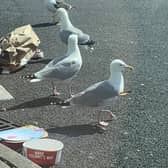 The seagull was first spotted with an arrow stuck in its body in May, but appears to be thriving in the KFC car park in Devonshire Road, Blackpool. Pic:  Susan Davidson