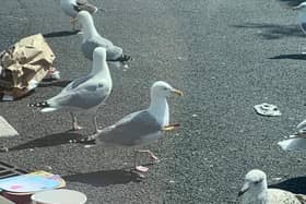The seagull was first spotted with an arrow stuck in its body in May, but appears to be thriving in the KFC car park in Devonshire Road, Blackpool. Pic:  Susan Davidson