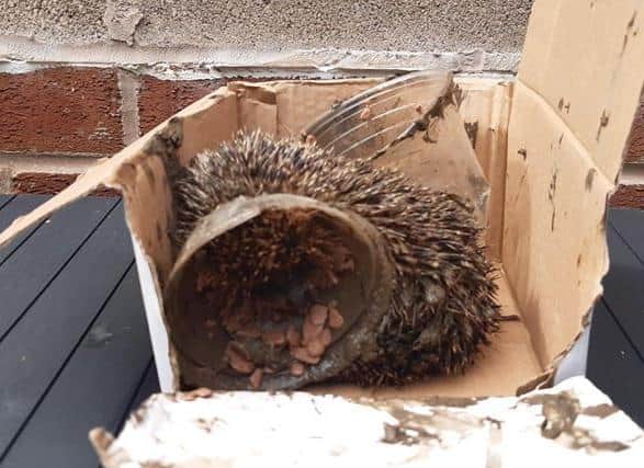 A park ranger at Wyre Country Estuary Park at Stanah, Thornton, found a hedgehog stuck in a plastic drinks cup. Fortunately, the ranger found it before it was too late.