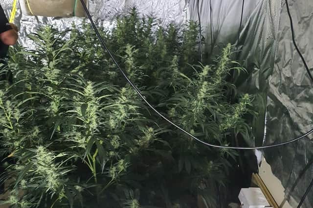 This home-grown cannabis farm was found in South Shore yesterday (July 28). Pic: Lancashire Police