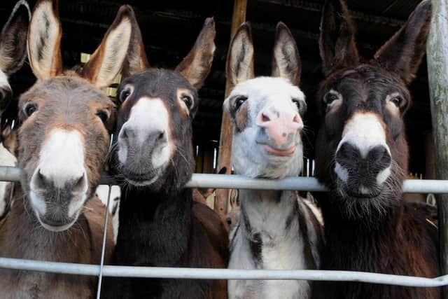 Blackpool donkeys will still get Fridays off