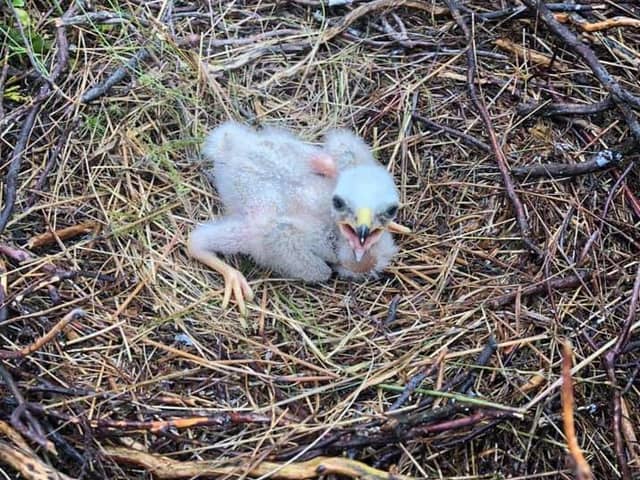 Solo', a hen harrier chick born and raised this year in the Forest of Bowland.