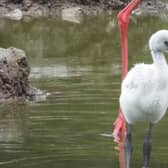 The new flamingo at Blackpool Zoo