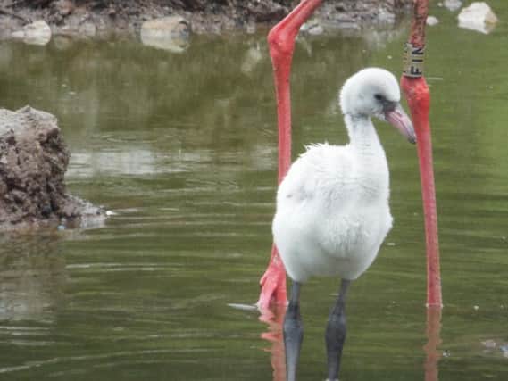 The new flamingo at Blackpool Zoo
