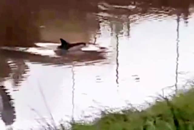 The dolphin surfaces in the River Nene