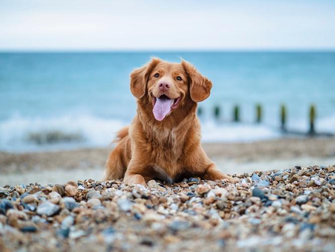 Vets for shop pets bispham