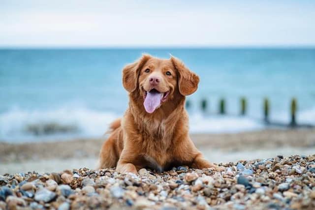 Bispham beach has been named as one of the Top 50 UK dog-friendly beaches by Vets Now.