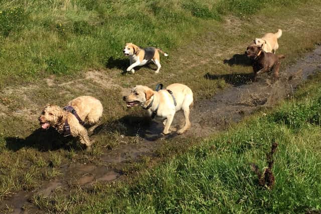 Some of the dogs taking part in the Big Dog Walk 2020 at Anchorsholme Park were not afraid of getting muddy to raise money!