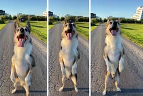 Henry, an eight year-old border collie, learned to stand on his hind legs as a puppy