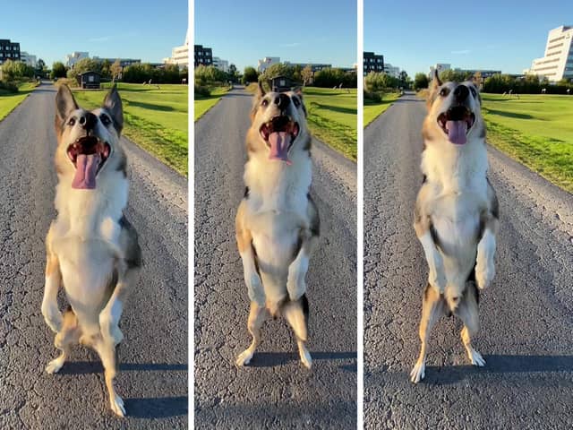 Henry, an eight year-old border collie, learned to stand on his hind legs as a puppy