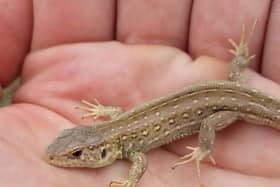 One of the sand lizards put into Fylde's sand dunes by conservationists