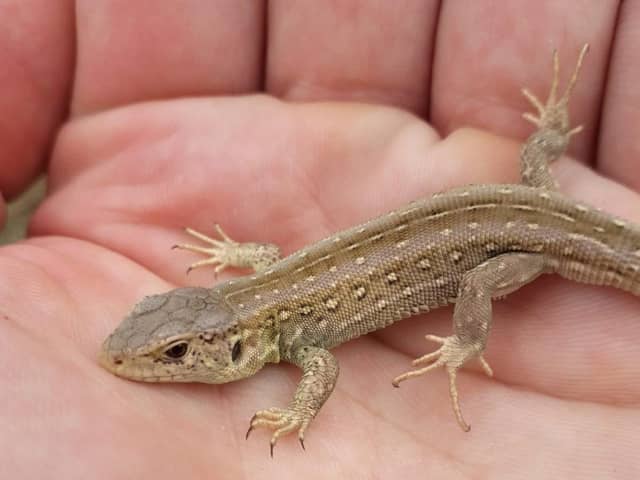 One of the sand lizards put into Fylde's sand dunes by conservationists