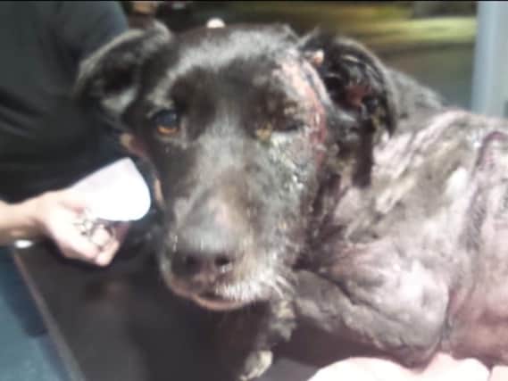 Ten-year-old Patch was sleeping in his kennel when an intruder entered the back garden of the home in Sowerby Road, near Inskip, and set his kennel on fire on Sunday night (September 13)