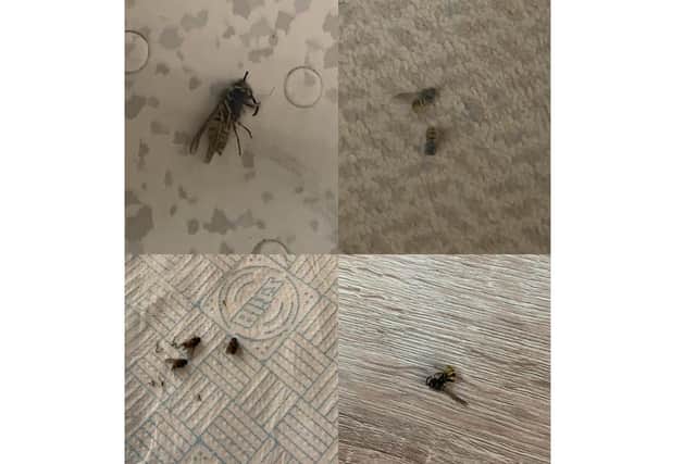 Some of the wasps found in Mr Priestley's flat