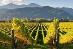 Marlborough: Home of stunning New World wines which exploded our taste buds