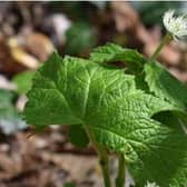 Goldenseal