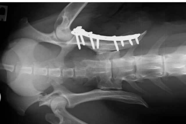 X-ray of husky after accident