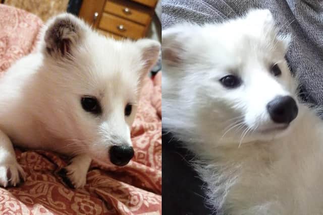 Luna is a white raccoon dog and she has been missing since Monday