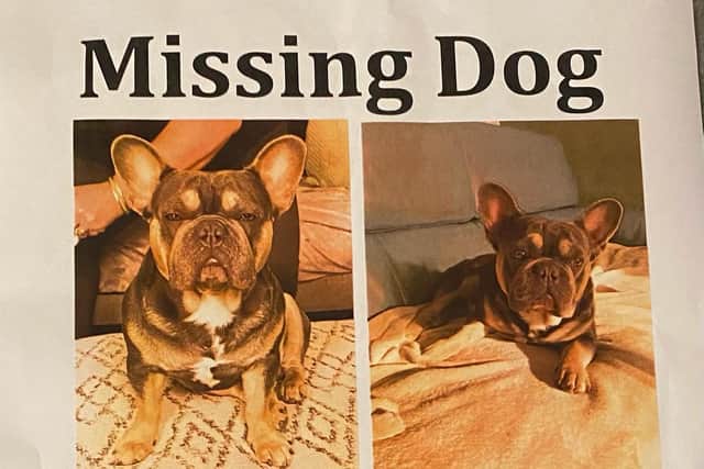 French Bulldog Ralph was last seen in the field at the bottom of Little Poulton Lane on Saturday, October 31.
