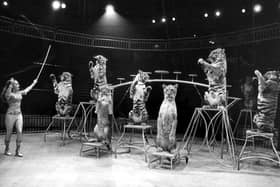 There were concerns about the welfare of lions at the circus, in 1984
