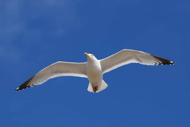 A seagull was kicked and sprayed with a hose in the violent attack outside the McDonald's in Fleetwood
