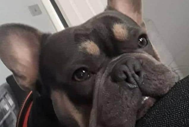 Two-year-old Ralph, a French Bulldog from Poulton, went missing in a field behind Little Poulton Lane at midday on Saturday, October 31.