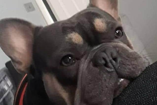 French Bulldog Ralph, a therapy dog from Poulton, went missing on Little Poulton Lane on Halloween.
