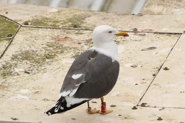 Britain's seagull population is now brainier than ever