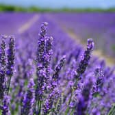 Lavender Picture: Pexels-Pixabay