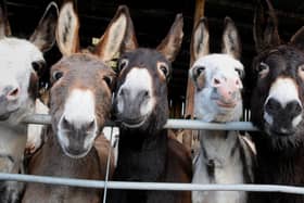 Guest at Blackpool's Travelodges have asked for some strange things this year. One guest wanted staff to arrange for donkeys to attend their wedding.