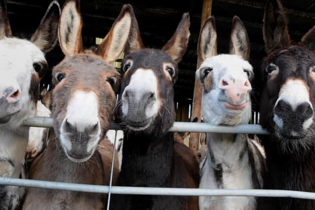 Guest at Blackpool's Travelodges have asked for some strange things this year. One guest wanted staff to arrange for donkeys to attend their wedding.