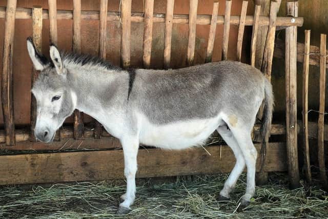 A real, live donkey will get a starring role in the Westcliff Primary festive production