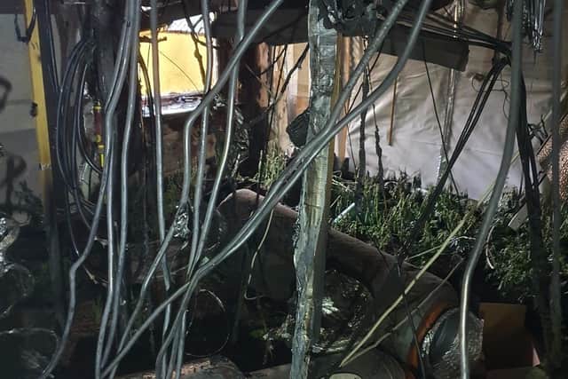 Two rooms filled with cannabis plants were discovered inside the property following the fire. (Credit: Lancashire Police)