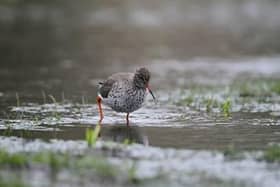 Ribble Estuary National Nature Reserve is an important site for water birds
