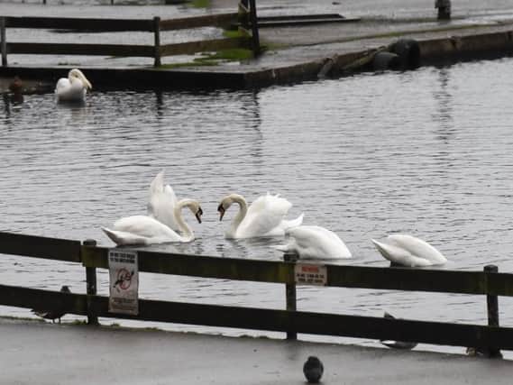 Stanley Park swans