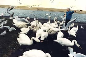 Swans in Fleetwood being fed by RSPCA warden Margaret Bysterbosch, 1990