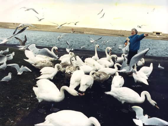 Swans in Fleetwood being fed by RSPCA warden Margaret Bysterbosch, 1990