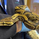 The Royal Python discovered behind a tumble dryer