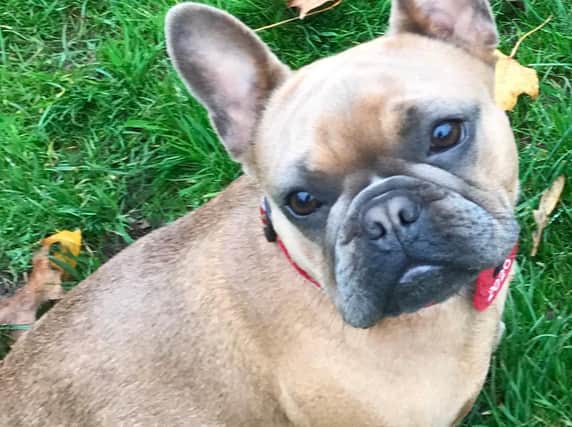 MISSING: Maggie disappeared from Stanley Park on December 17